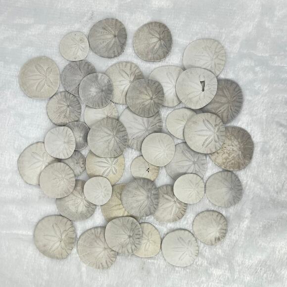 Unbranded Other - 6.3oz Lot Natural Sand Dollars Craft Decor Real Beach Sea Shell Specimens Bulk